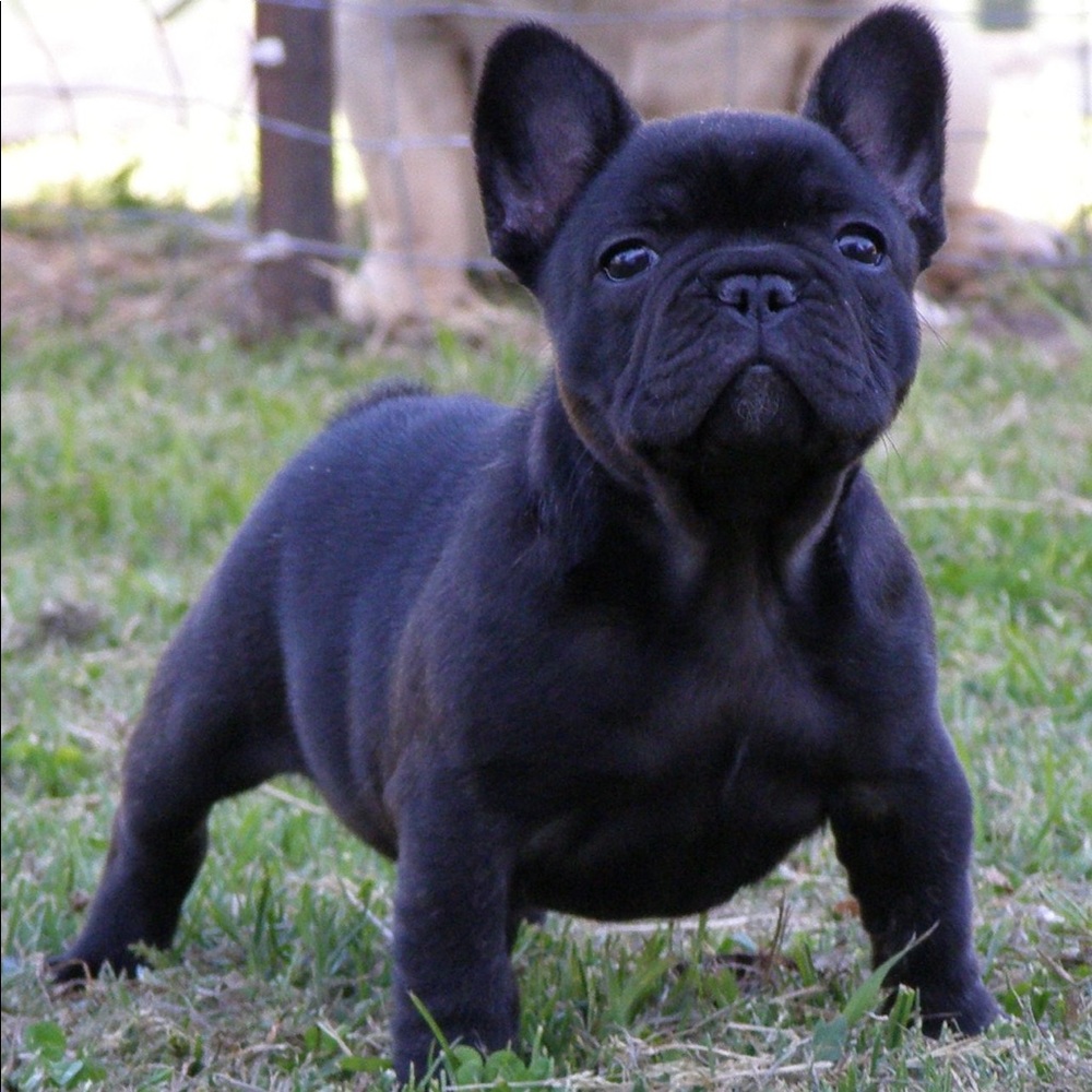 Meet your Posher, Adrian